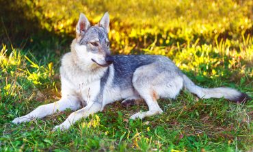 A Czechoslovakian Wolfdog sitting on the grass