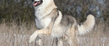 Czechoslovakian wolfdog running in winter