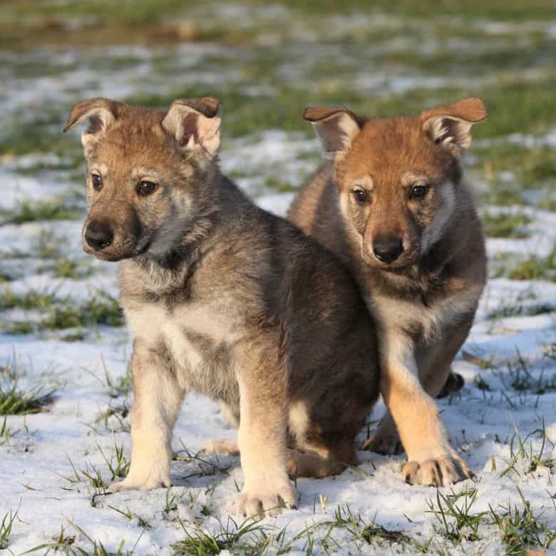 Two gorgeous puppies of czechoslovakian wolfdog in winter