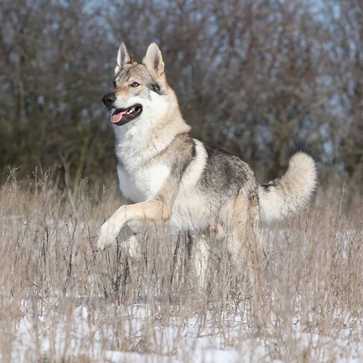 wolfdog personality