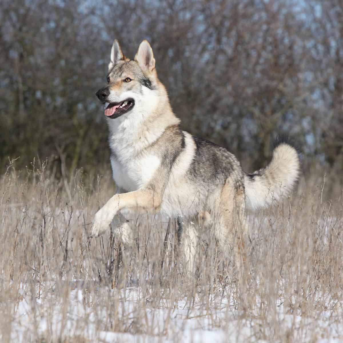 czech wolfdog temperament