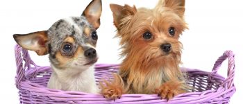 A Chihuahua and Yorkshire Terrier mixed in a basket