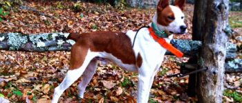 White and red Feist dog