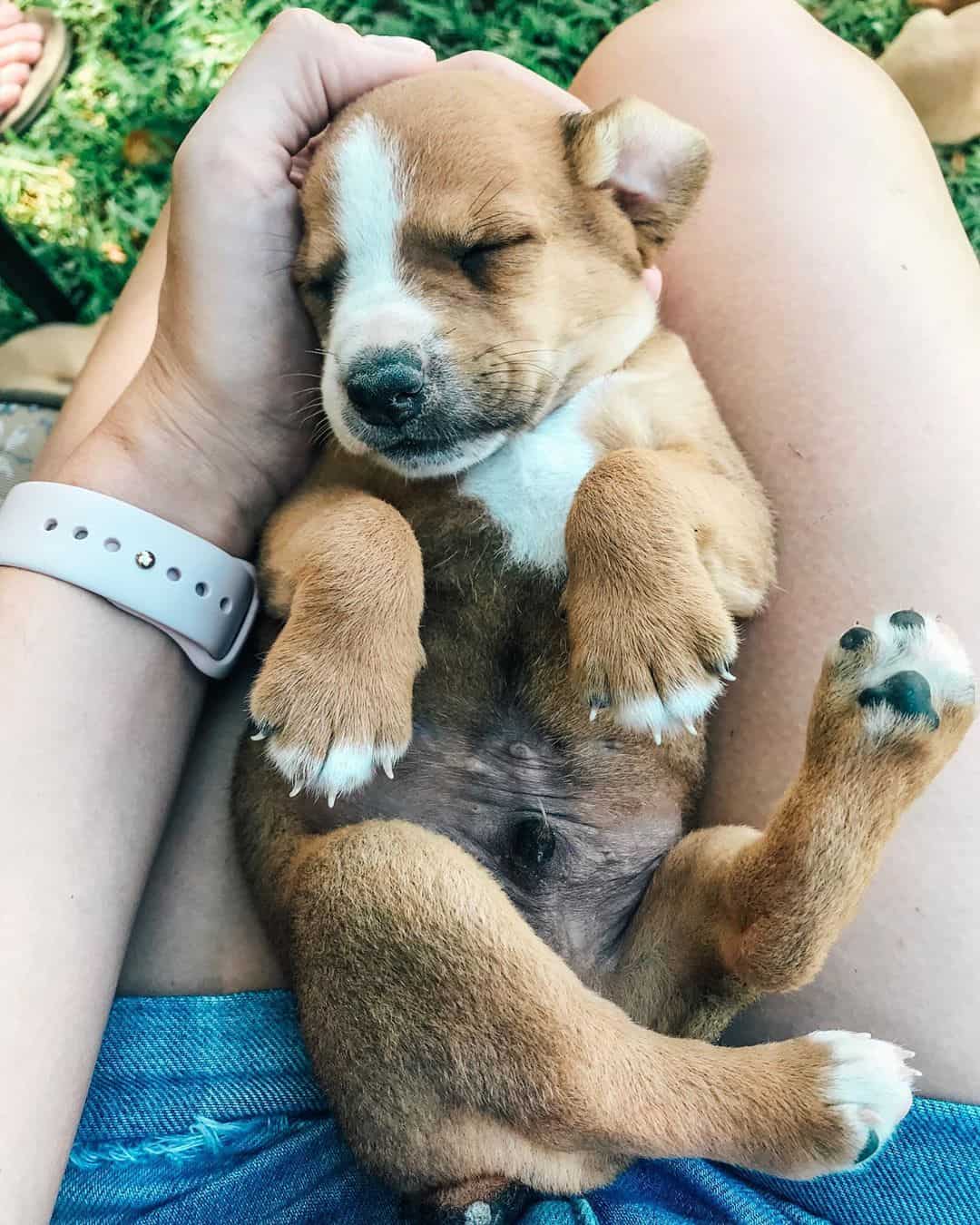 Facts you need to know about the Feist dog K9 Web