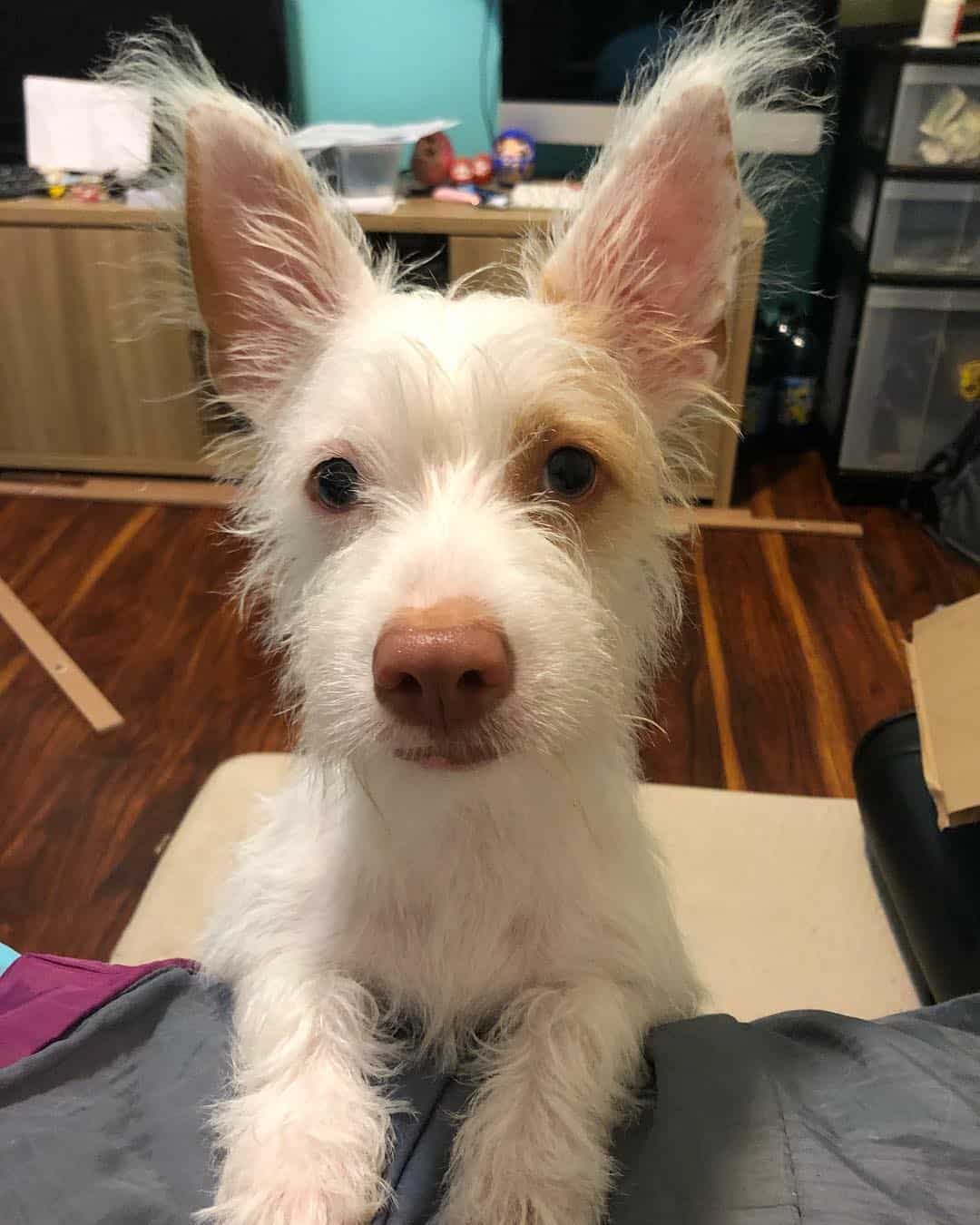 Czy Chihuahua Terrier mix jest agresywny czy dobry pies rodzinny? Organitzem