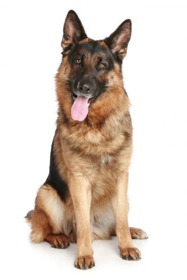 One of the Czech Wolfdog's parents, the German Shepherd