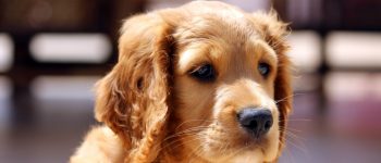 A close-up photo of a Golden Cocker Retriever puppy