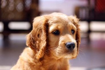 A close-up photo of a Golden Cocker Retriever puppy