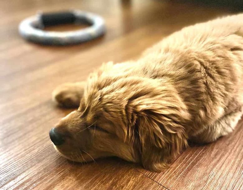 A Golden Retriever & Cocker Spaniel mix puppy sleeping