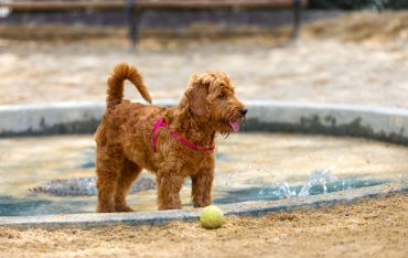 The Goldendoodle is one of the breeds that are compared to the Golden Cocker Retriever