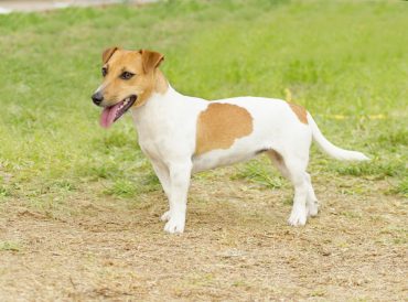 jack russell feist mix