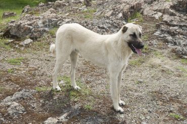 Kangal Shepherd dog standing on a meadow