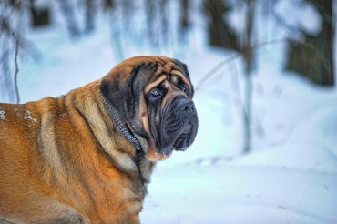 An adult English Mastiff walking in the snow