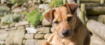 A brown Patterdale Terrier looking at the camera