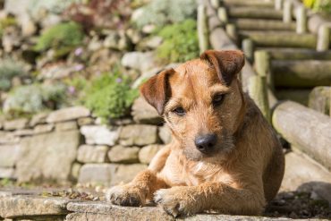 A brown Patterdale Terrier looking at the camera