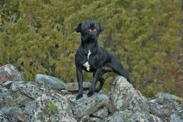 A Patterdale Terrier dog barking