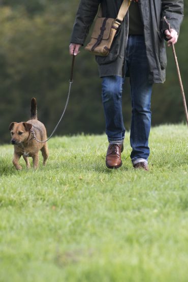 A Patterdale Terrier is on a leash, being walked by its owner