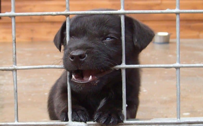 A Patterdale Terrier puppy chewing on its cage