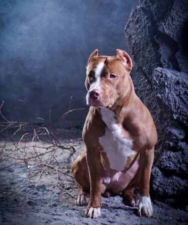 An American Staffordshire Terrier