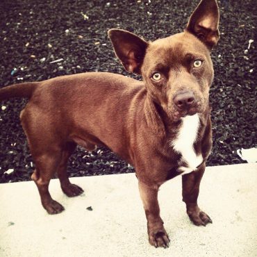 A Pitbull or American Staffordshire Terrier-Chihuahua mix