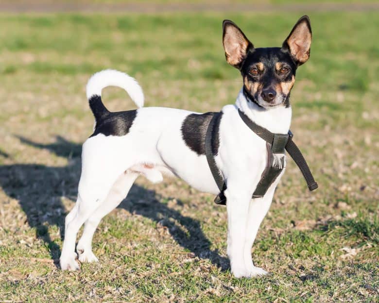 Cute male black tricolor purebred Rat Terrier dog standing in black harness on green grass in a park