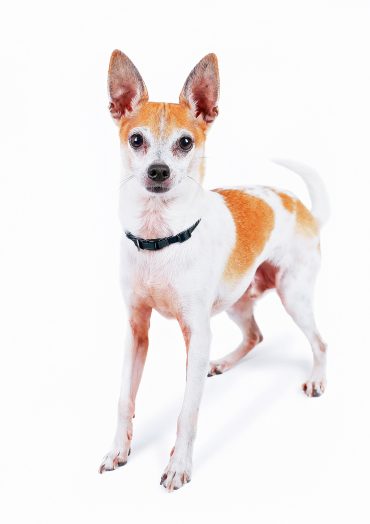 A cute and alert Rat Terrier-Chihuahua mix on a white background