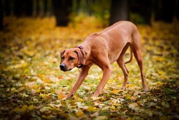 Rhodesian Ridgeback on a stare stance