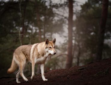 A Saarloo Wolfhound walking in the forest