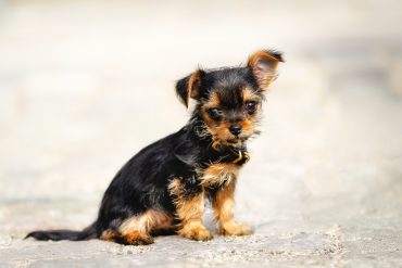 chihuahua dog mixed with terrier