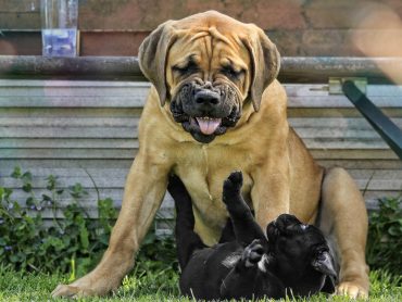 A Boerboel adult and puppy playing