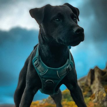 A close-up photo of a black Patterdale Terrier