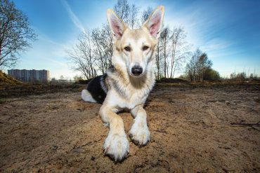A close-up photo of a Czechoslovakian Vlciak sitting on the ground