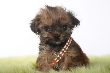 Adorable Teacup Yorkshire Terrier on White Background