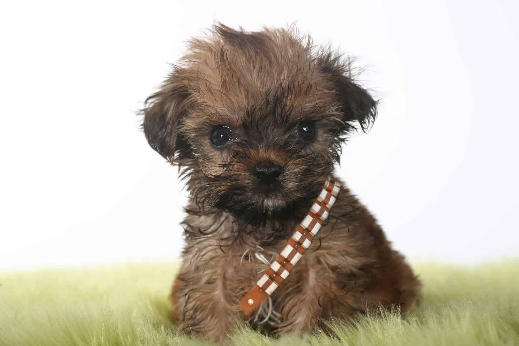 realistic teacup yorkie