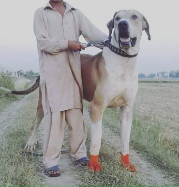 Also known as Pakistani Mastiff, the Bully Kutta is a giant dog