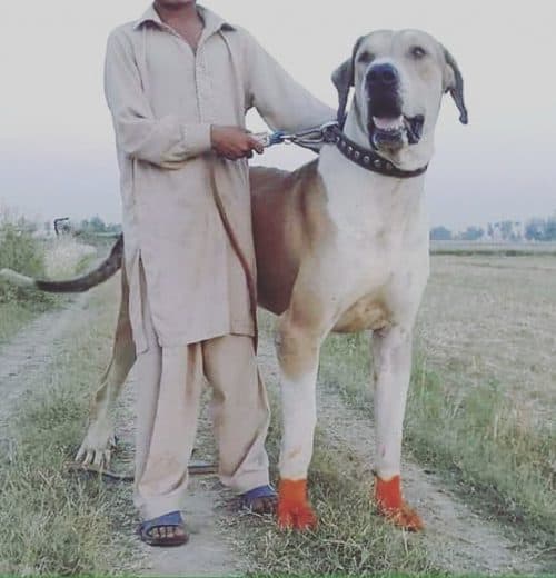 Can you handle a powerful dog named Bully Kutta? K9 