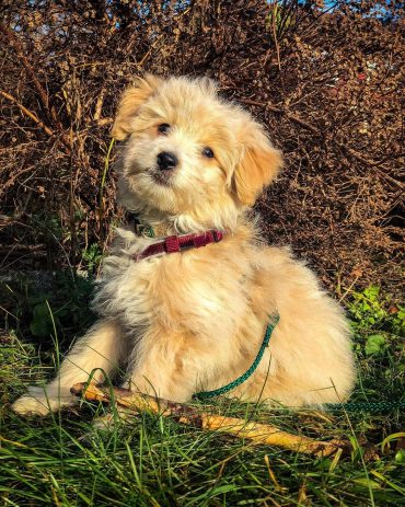 Alpha the Pomapoo is out on a walk