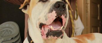 A close-up photo of a Bully Kutta dog