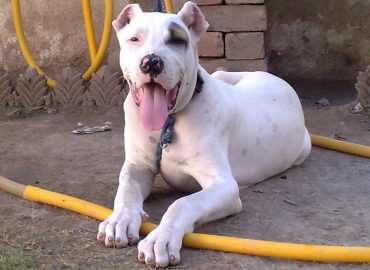 A Bully Kutta have its tongue out while sitting on the ground