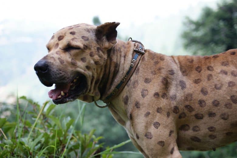 A Bully Kutta dog with spots as coat markings or patterns