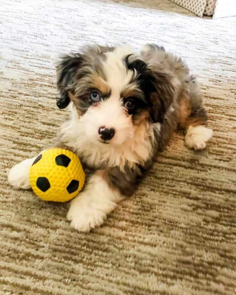 tiny bernedoodle size