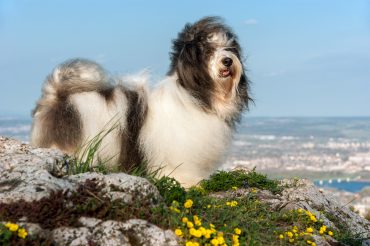 Cute Havanese dog is standing on a rocky mountain in wind, beneath a city landscape