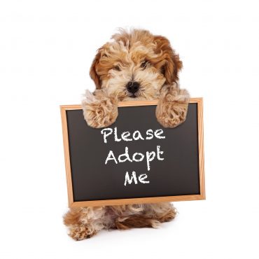 A cute Havanese and Poodle mix puppy holding a chalk board with the words Please Adopt Me