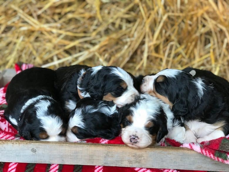 Miniature Bernedoodle puppies or litter