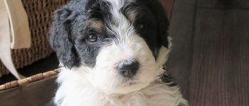A close-up photo of a tricolor Mini Bernedoodle puppy