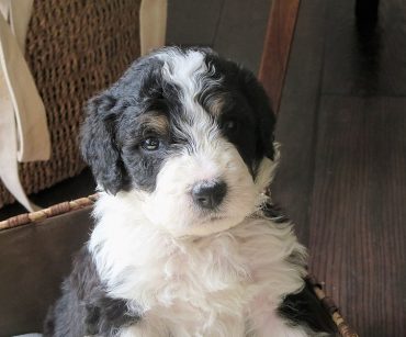 A close-up photo of a tricolor Mini Bernedoodle puppy