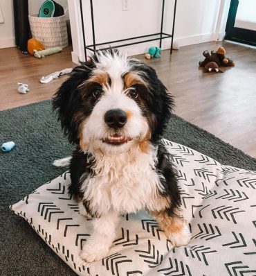 tiny bernedoodle size