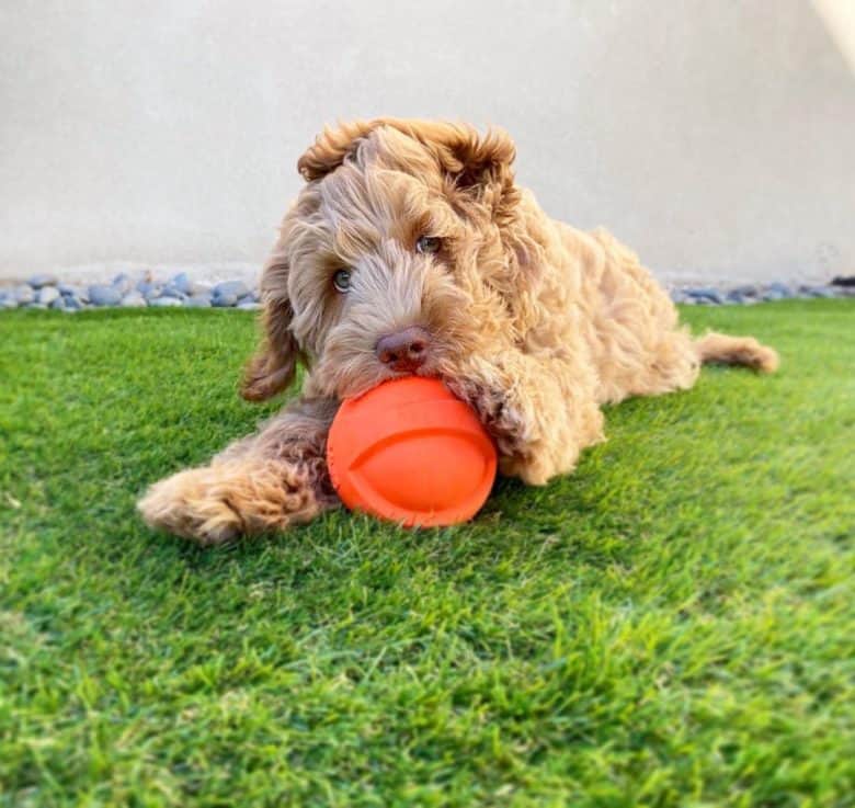 Kane the Mini Labradoodle playing with a ball