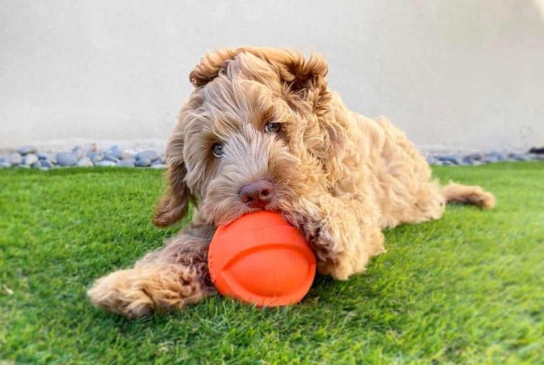 Kane the Mini Labradoodle playing with a ball