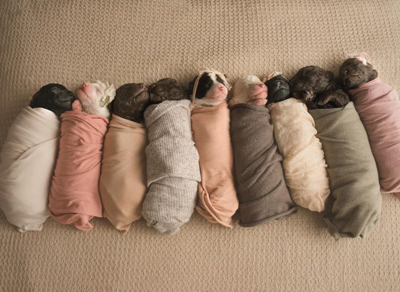 Miniature Labradoodle puppies swaddled